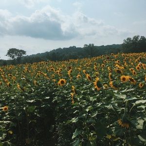 Meet your Posher, Joy